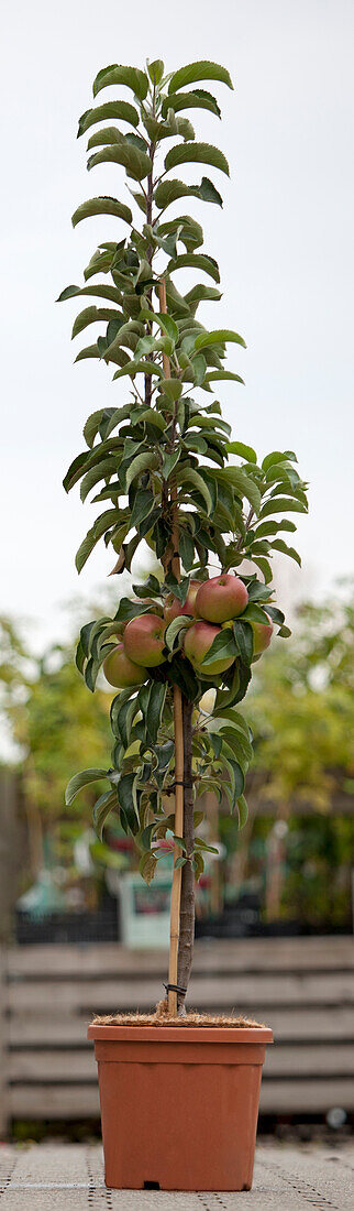 Malus domestica 'Sunlight'