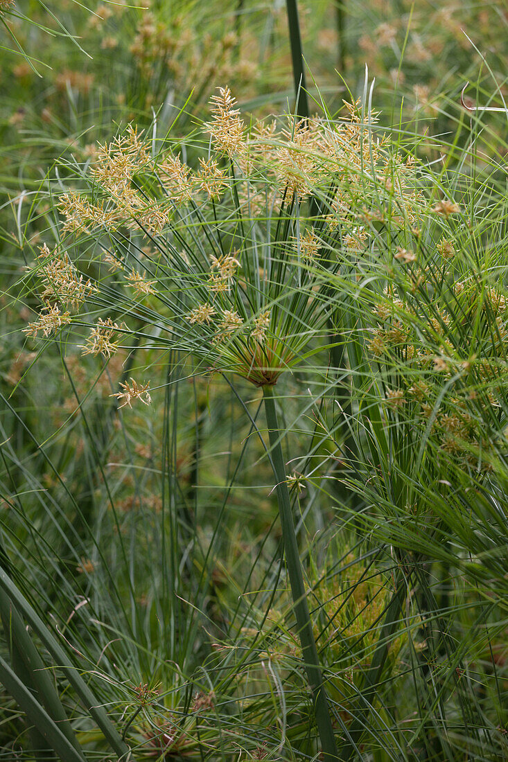 Cyperus papyrus