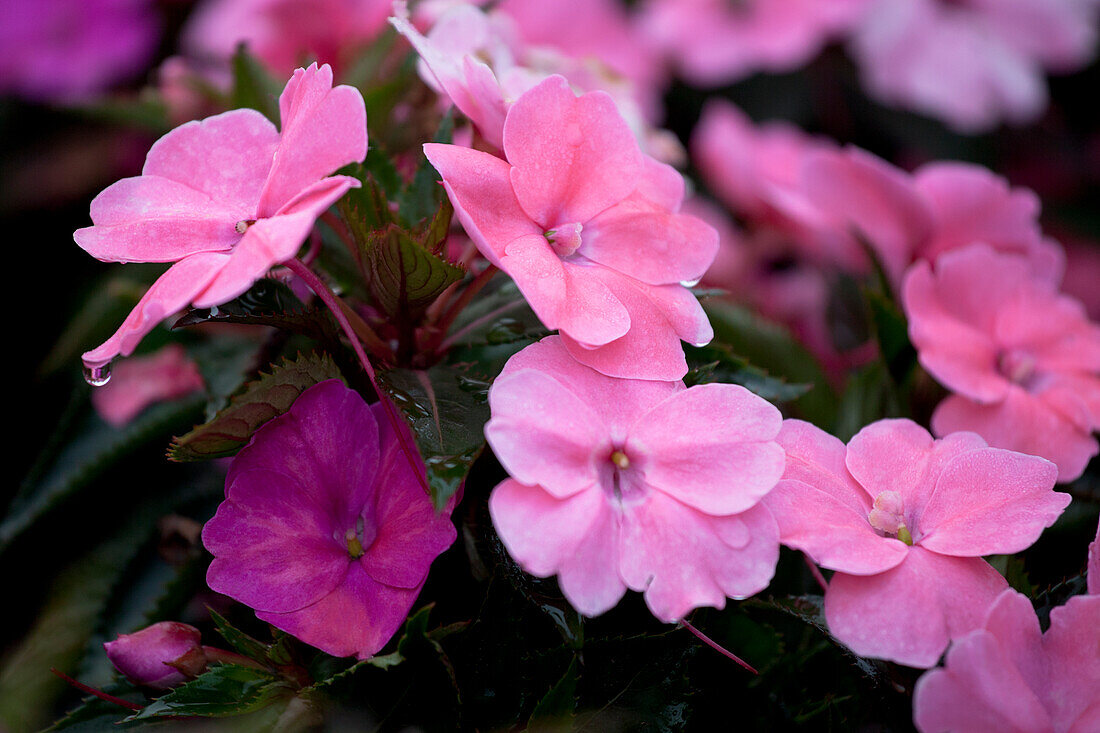 Impatiens 'SunPatiens'™ Vigorous Pink Pearl