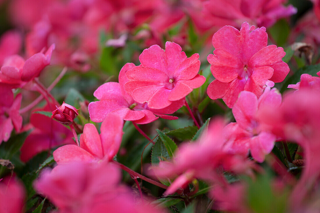 Impatiens 'SunPatiens' Vigorous Scarlet Red