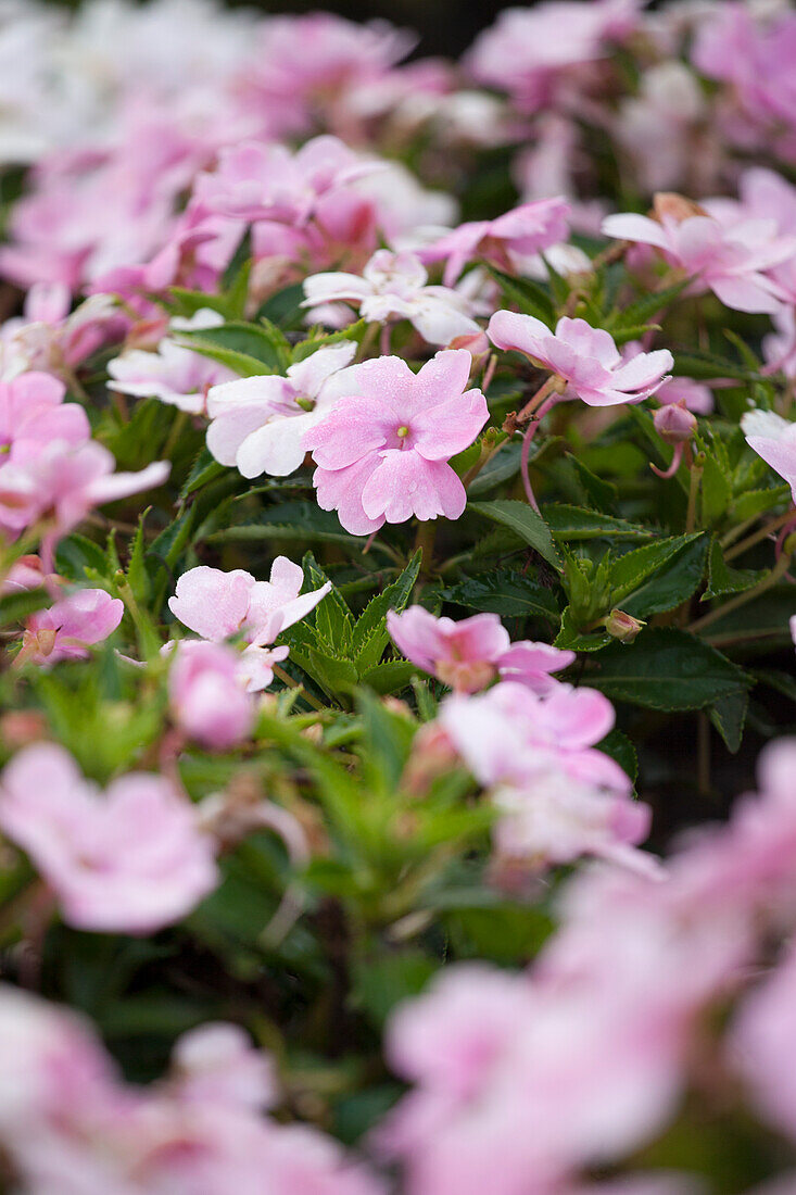 Impatiens neuguinea 'Harmony Baby Pink'