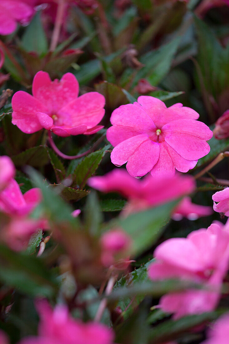 Impatiens neuguinea 'Harmony Magenta'