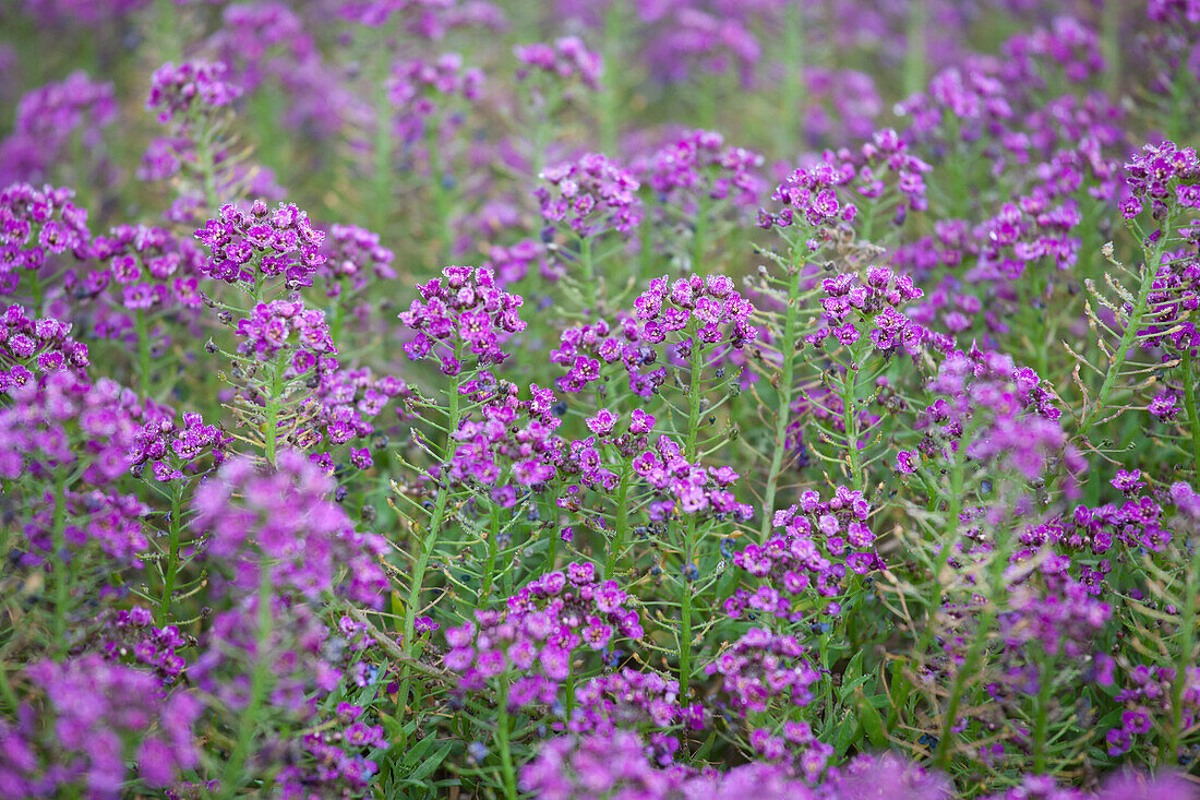 Lobularia maritima Stream Purple