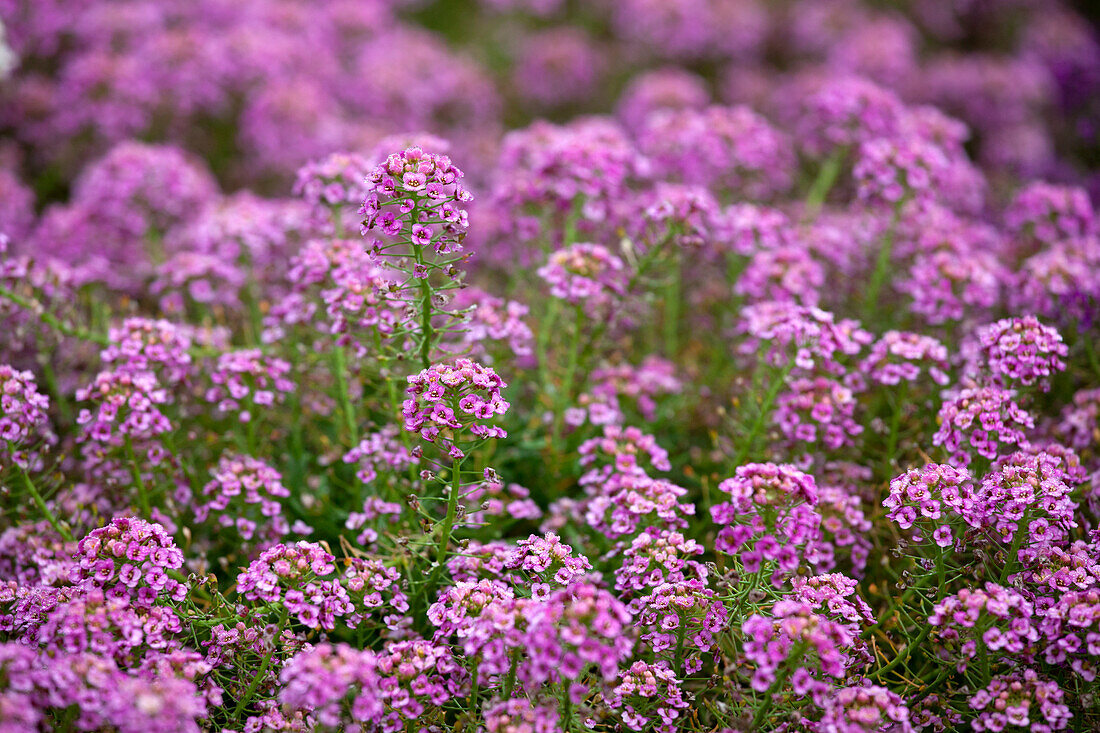 Lobularia maritima 'Raspberry Stream'