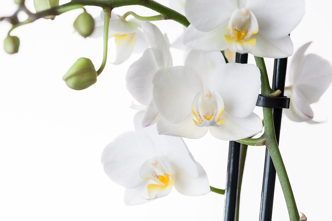 Phalaenopsis