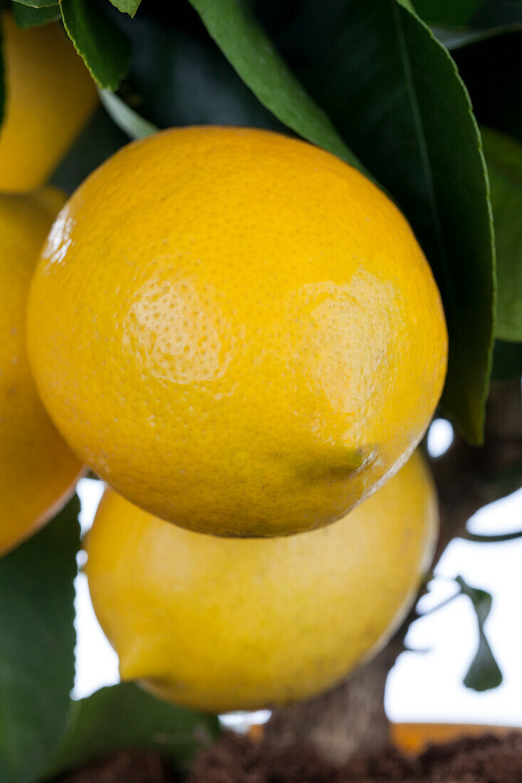 Citrofortunella 'Vulcan Lemon