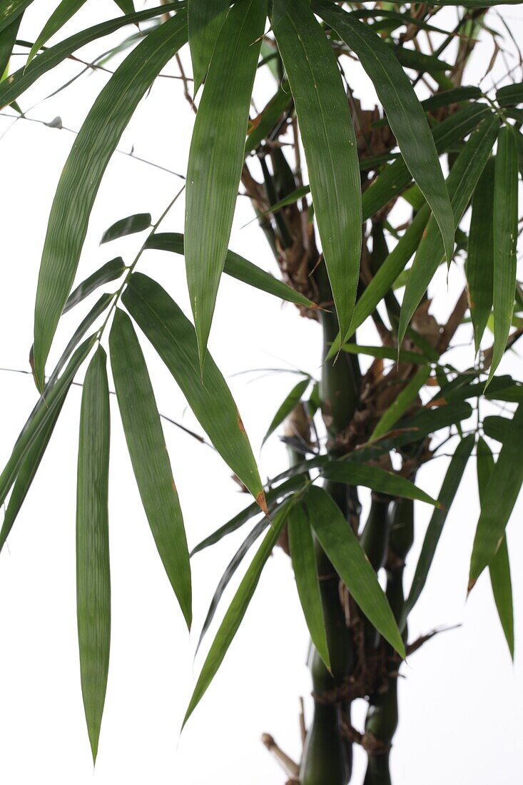 Bambusa Ventricosa