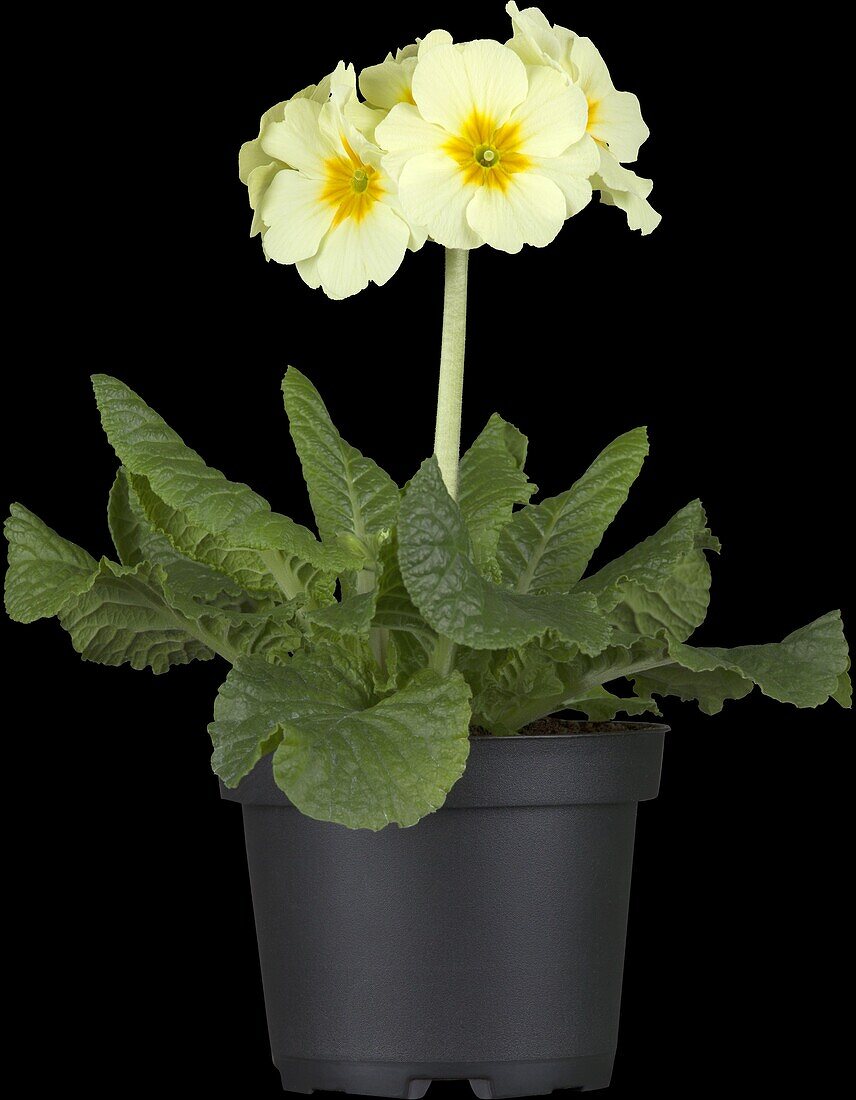 Primula elatior, gelb