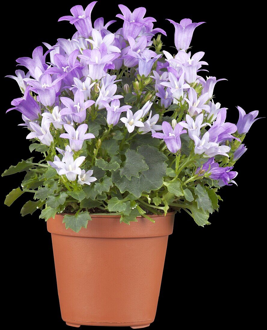 Campanula portenschlagiana 'Get Mee'®