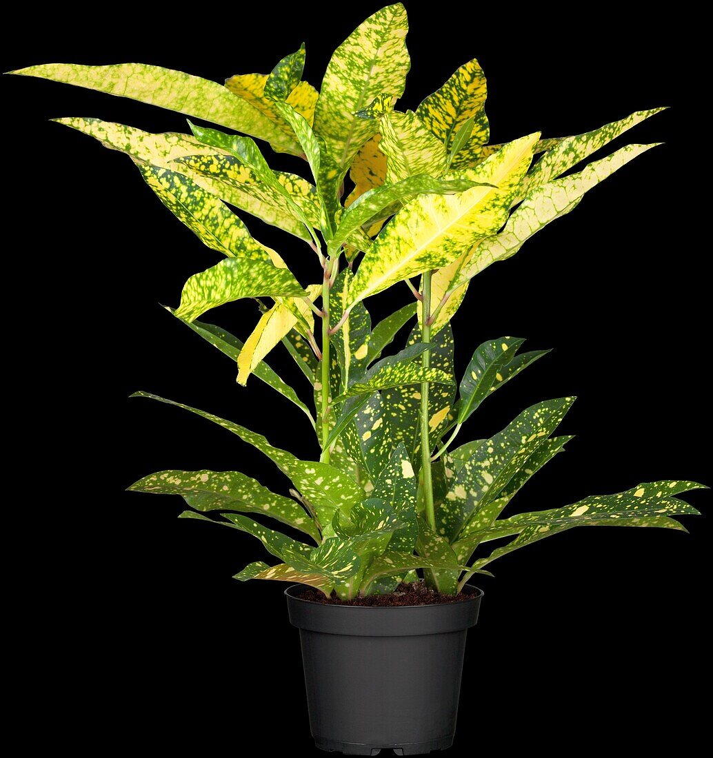 Codiaeum variegatum