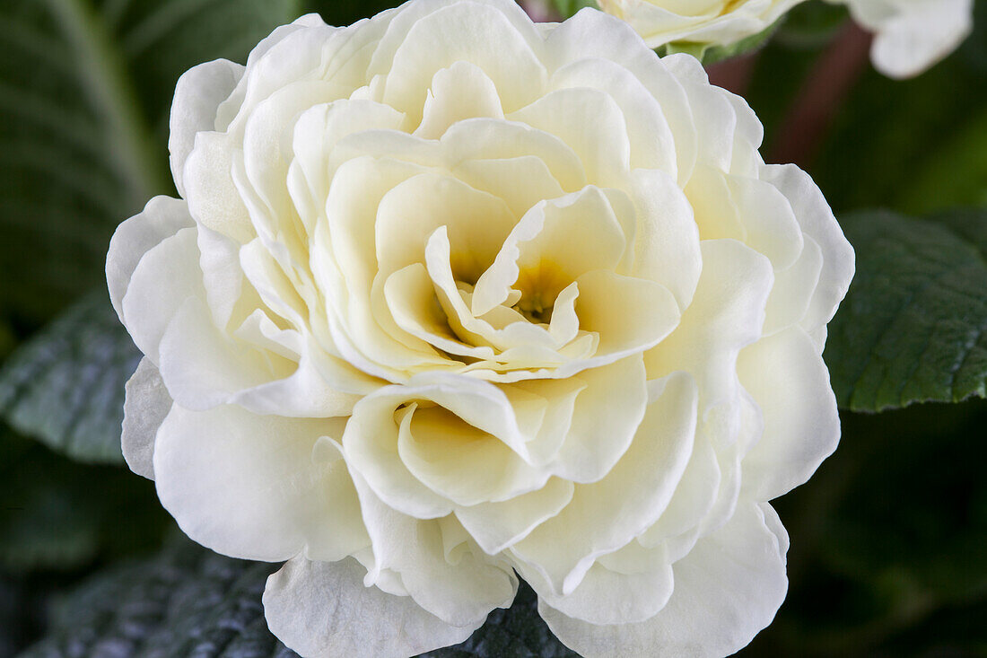 Primula vulgaris 'Belarina'