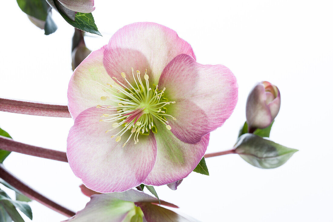 Helleborus x ericsmithii 'Pennys Pink'