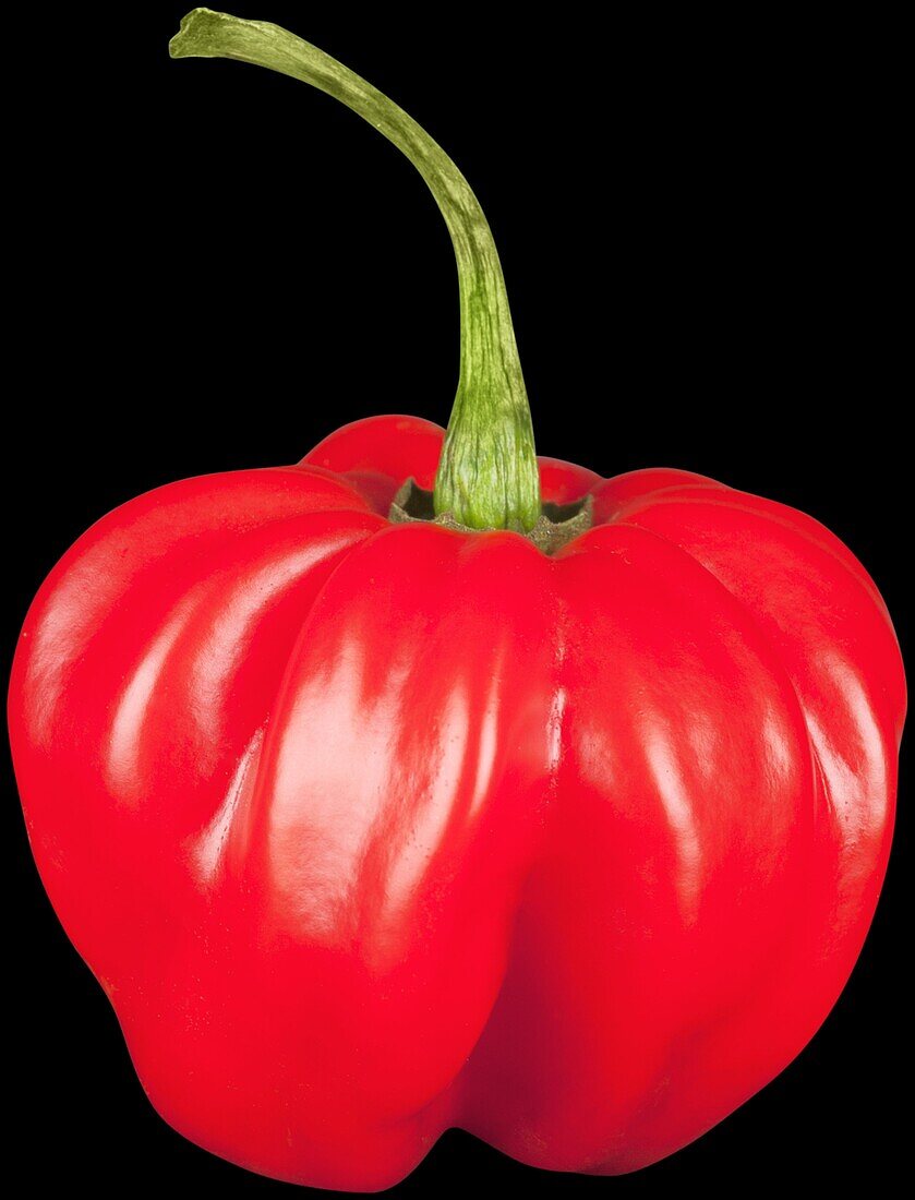 Capsicum chinense (Habanero)