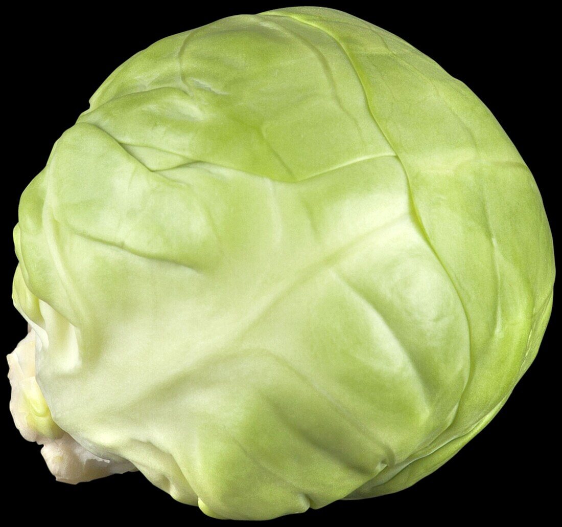 Brassica oleracea var. gemmifera