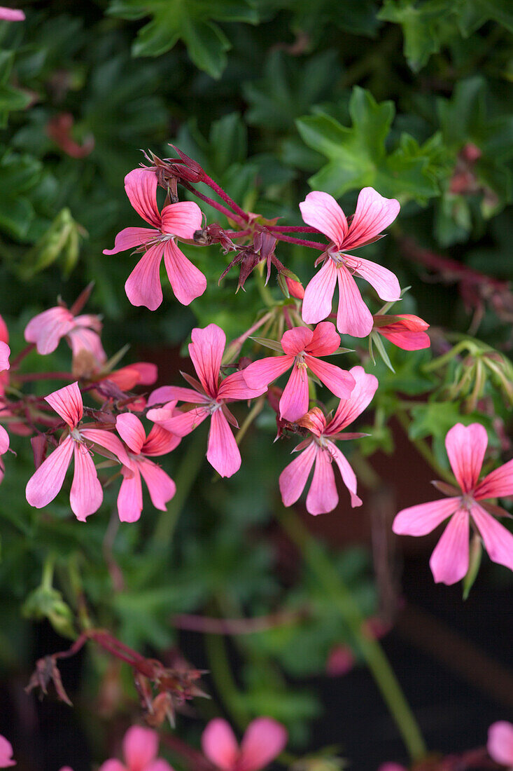 Pelargonium peltatum 'Decora Dunkel Rosa'