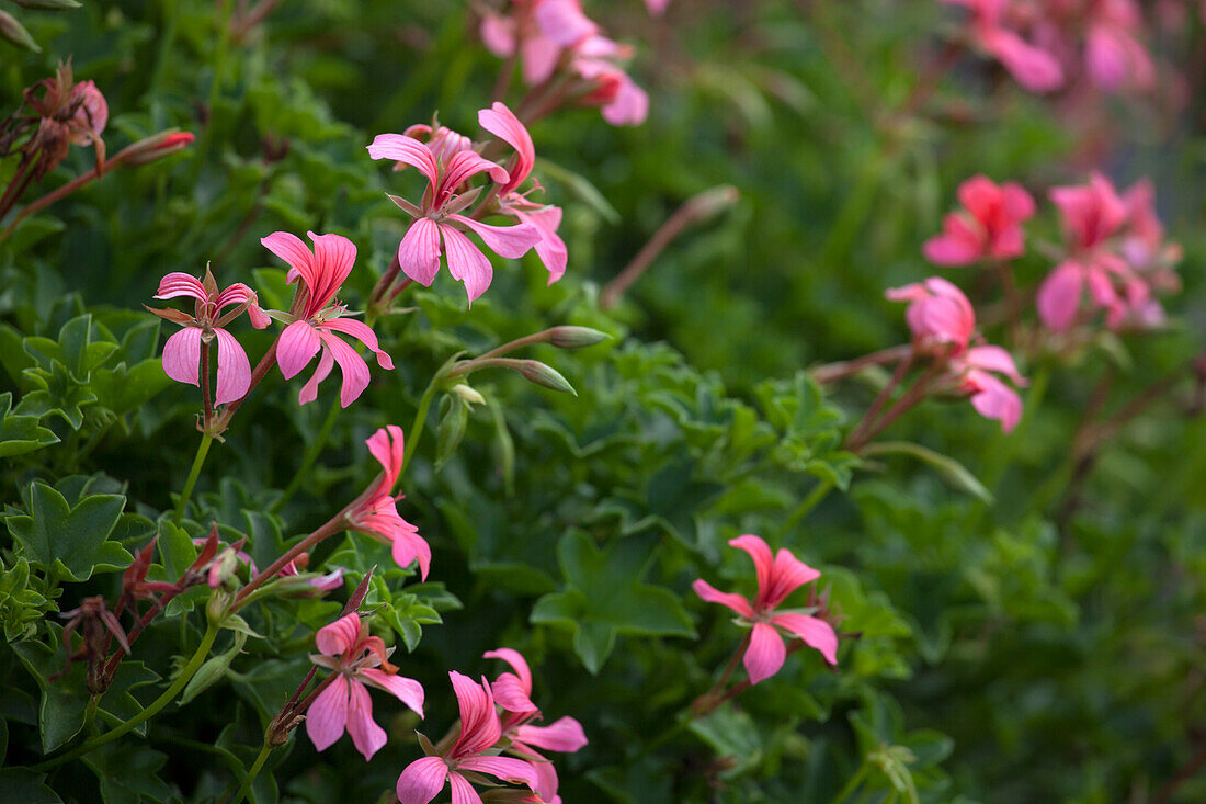 Pelargonium peltatum 'Mini Balcony Rosa