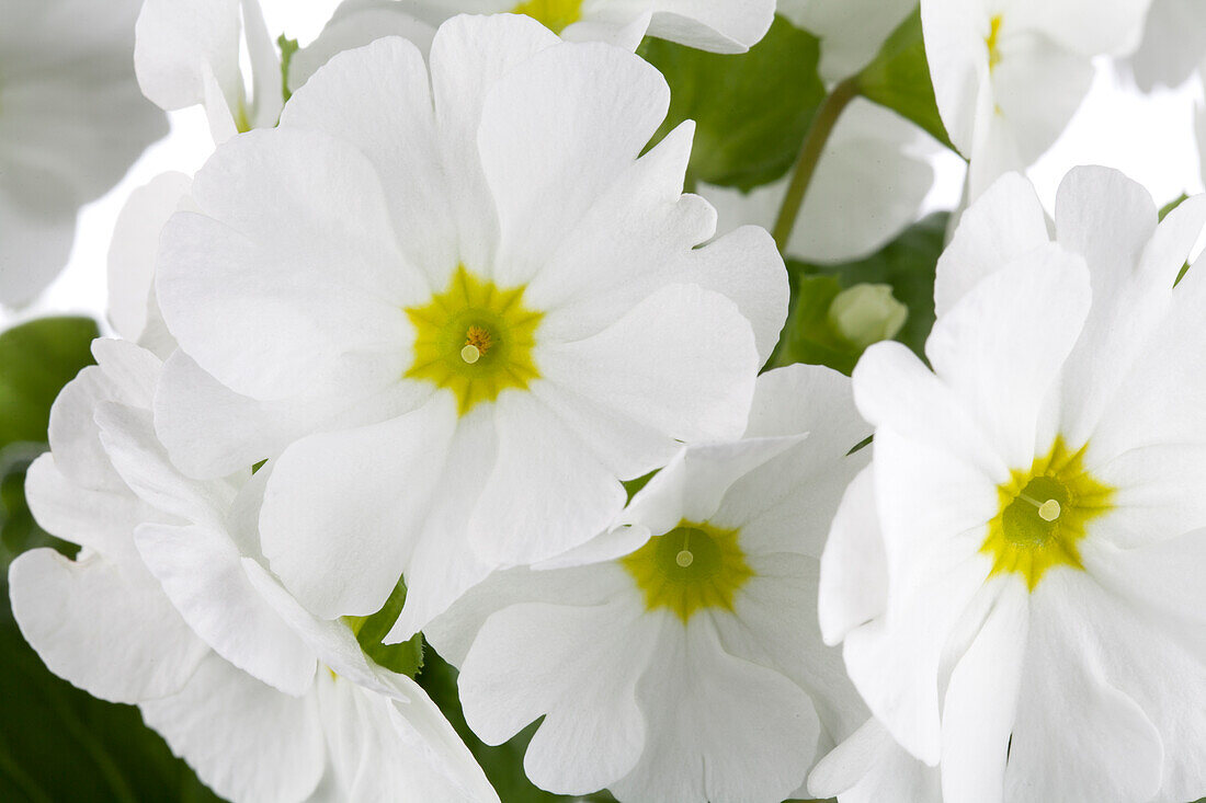 Primula obconica, weiß