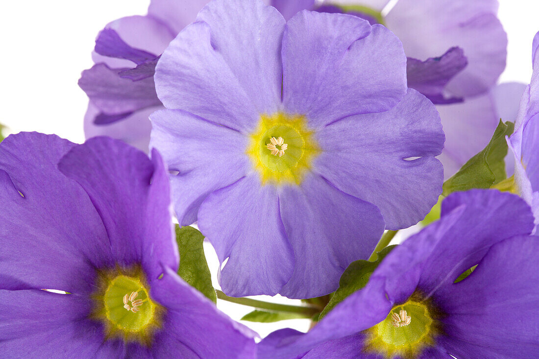 Primula obconica, purple