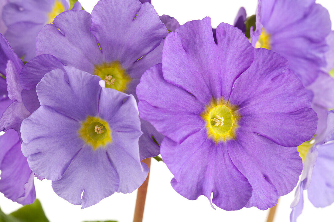 Primula obconica, purple