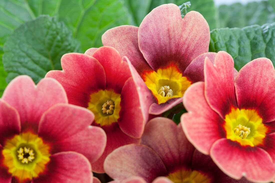 Primula vulgaris