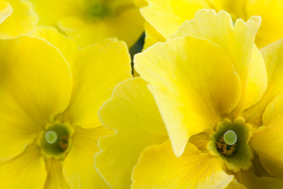 Primula vulgaris