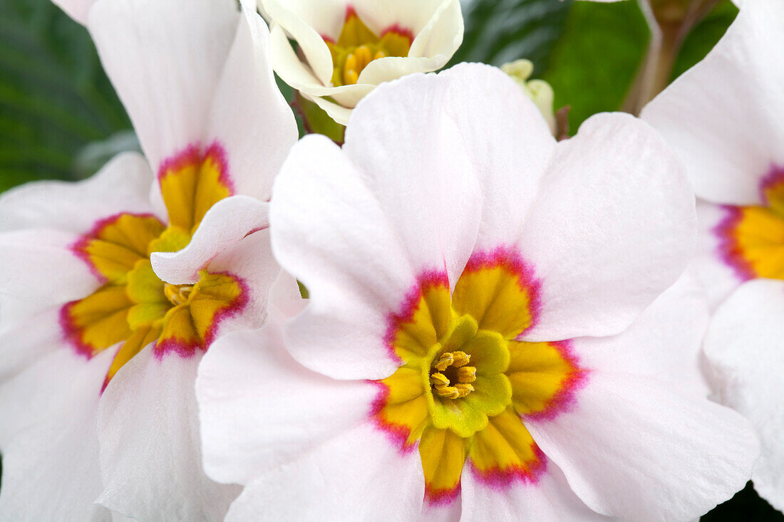 Primula vulgaris