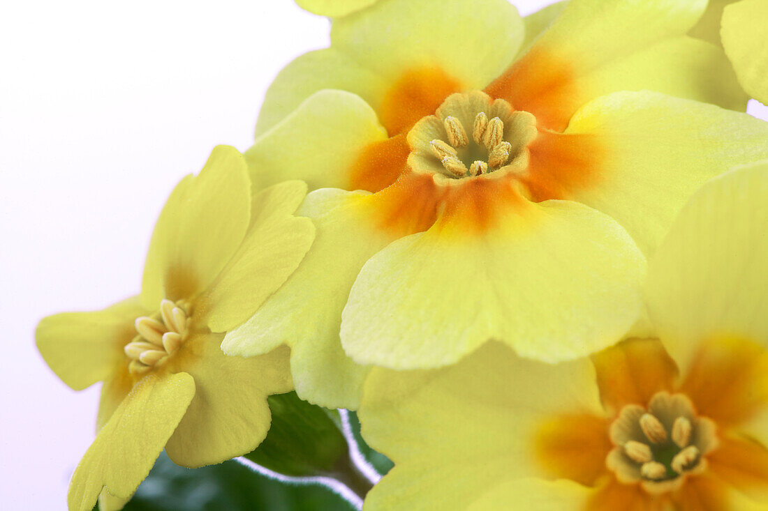 Primula vulgaris