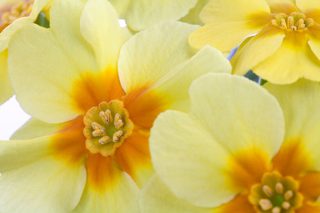 Primula vulgaris