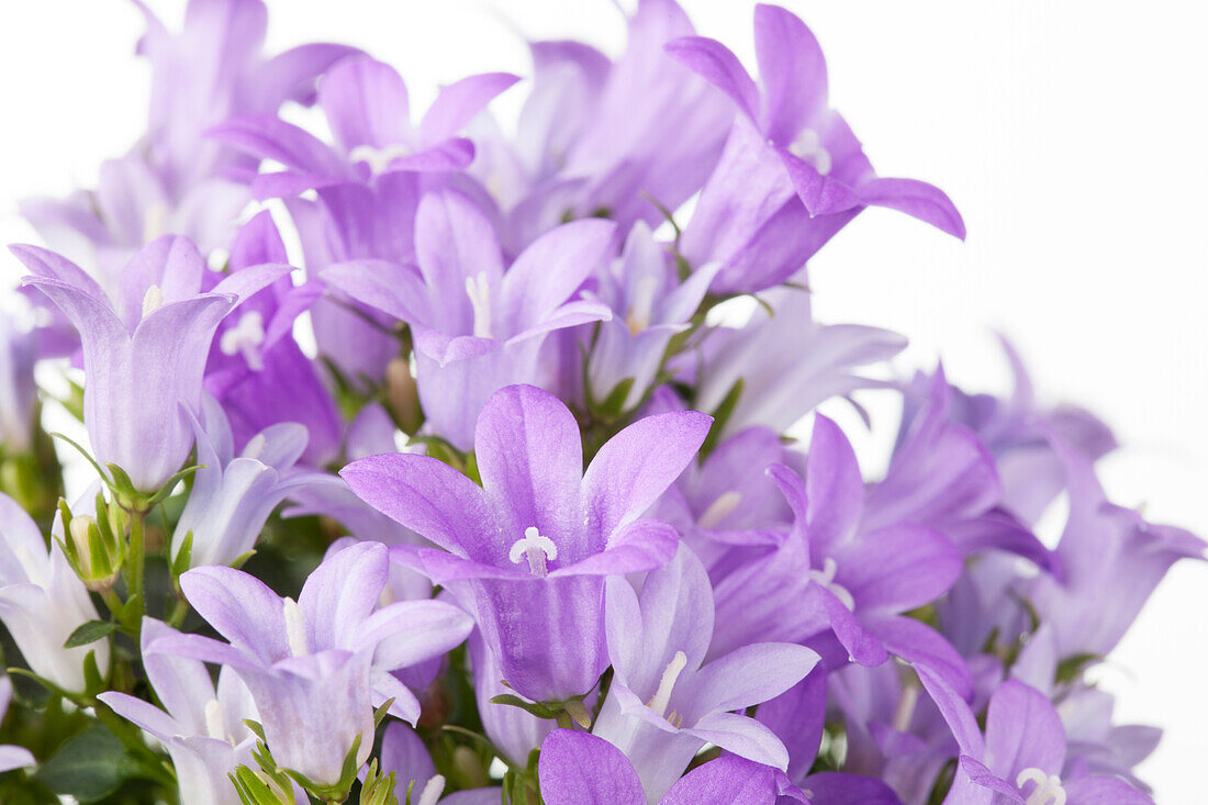 Campanula portenschlagiana 'Get Mee'®