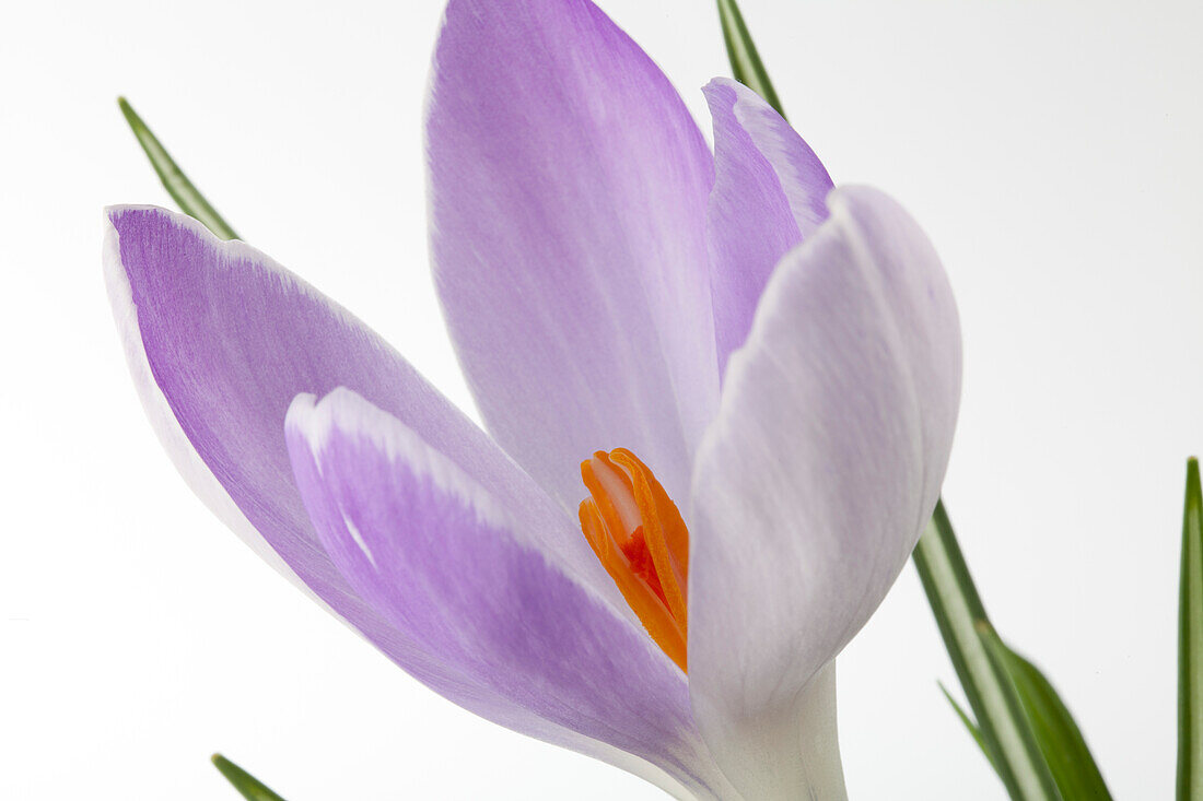 Crocus sativus