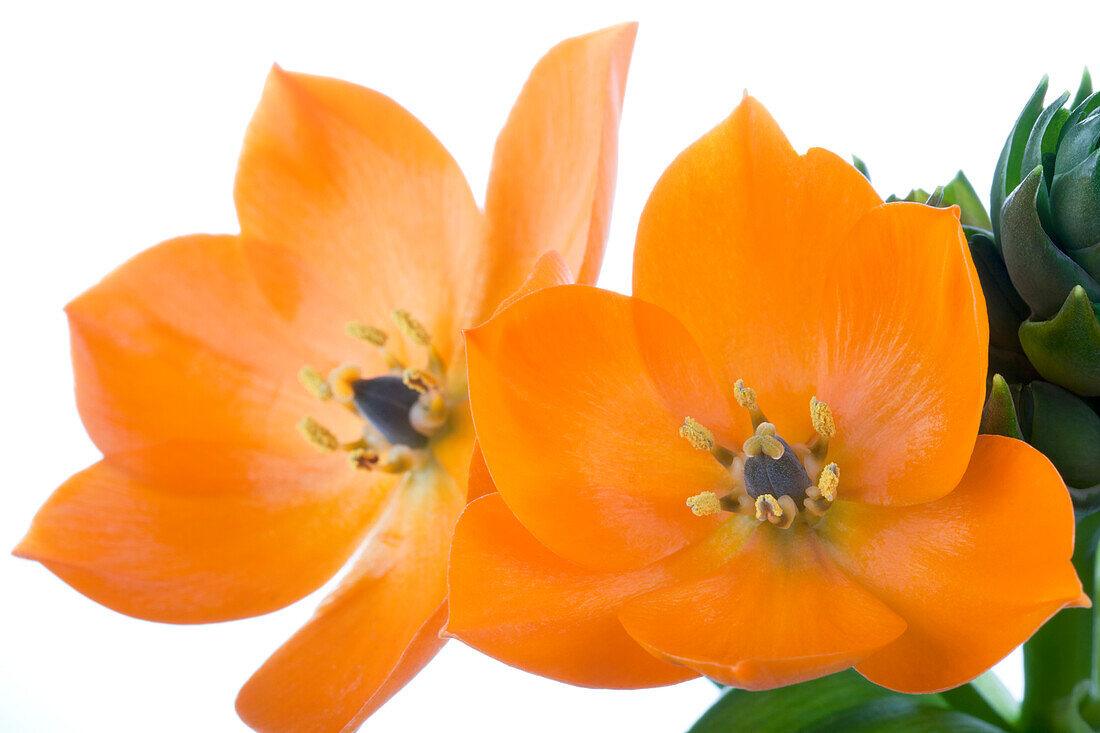 Ornithogalum dubium