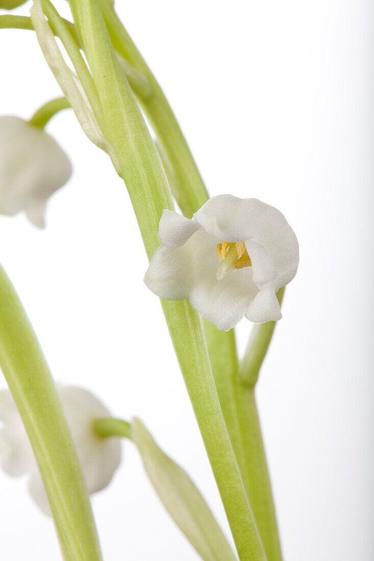 Convallaria majalis