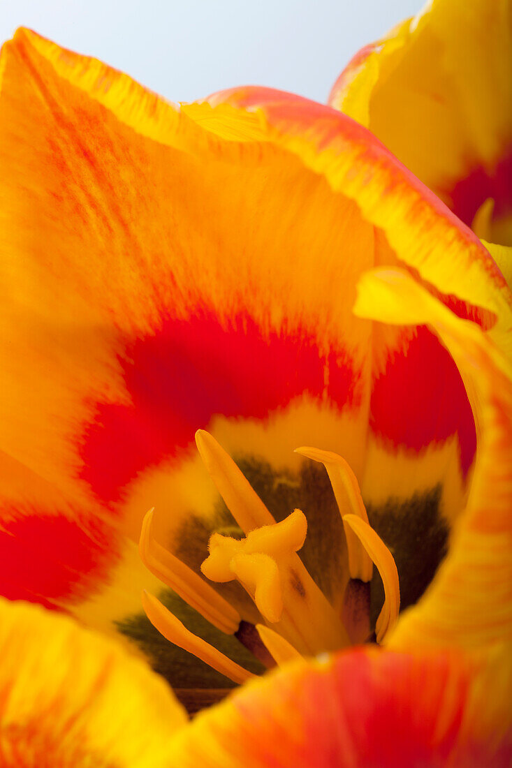 Tulipa 'Flair