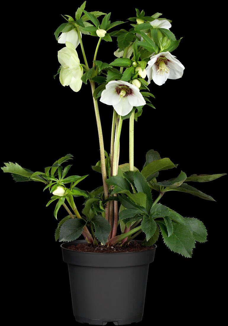 Helleborus orientalis Spring Promise Tiffany