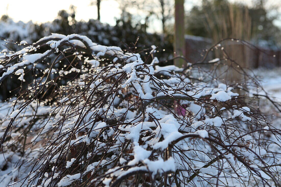 Acer pal. 'Dissectum Garnet' (with snow)