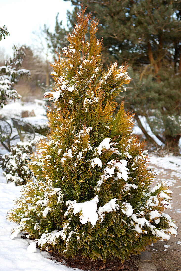 Thuja plicata '4ever' GOLDY®(s)