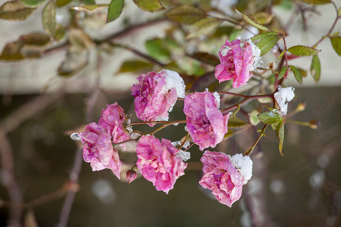 Pink (rose blossoms in winter)