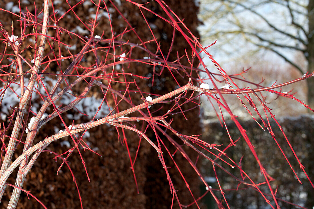 Acer conspicuum 'Red Flamingo'