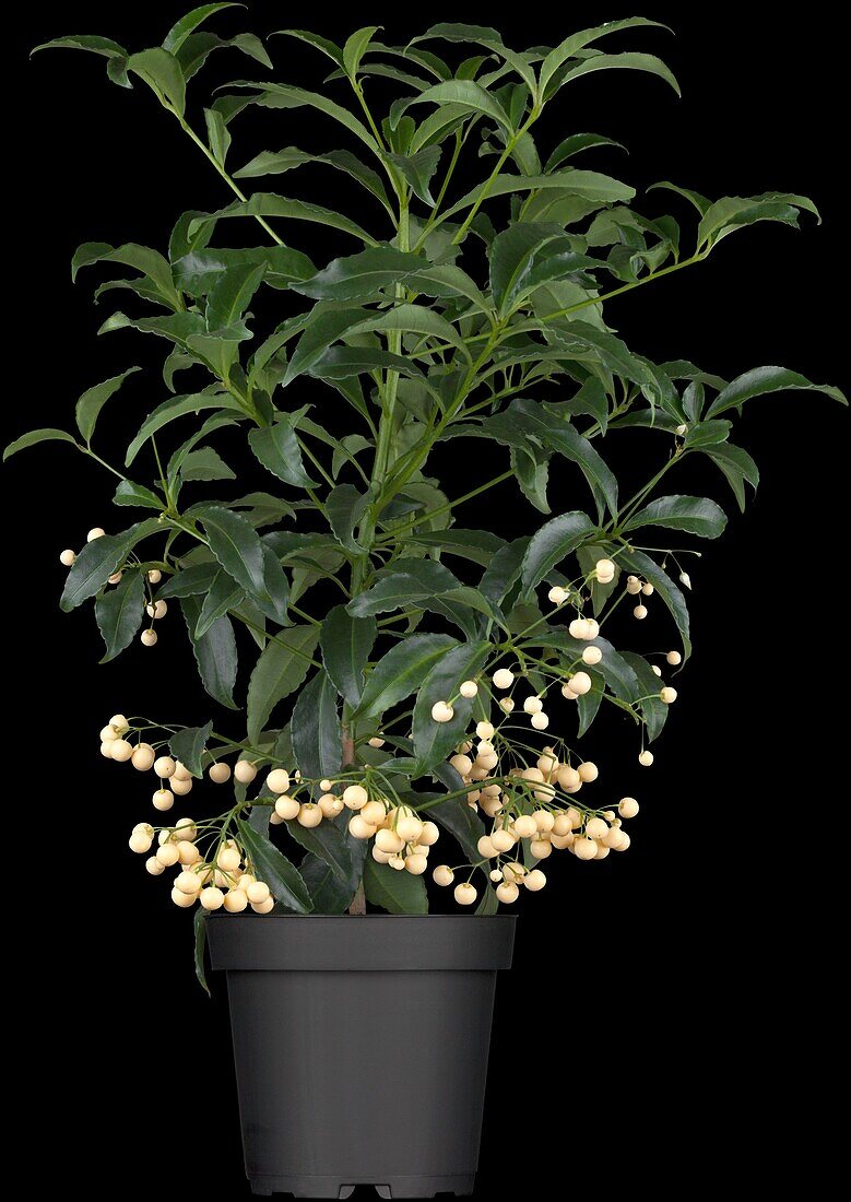 Ardisia crenata