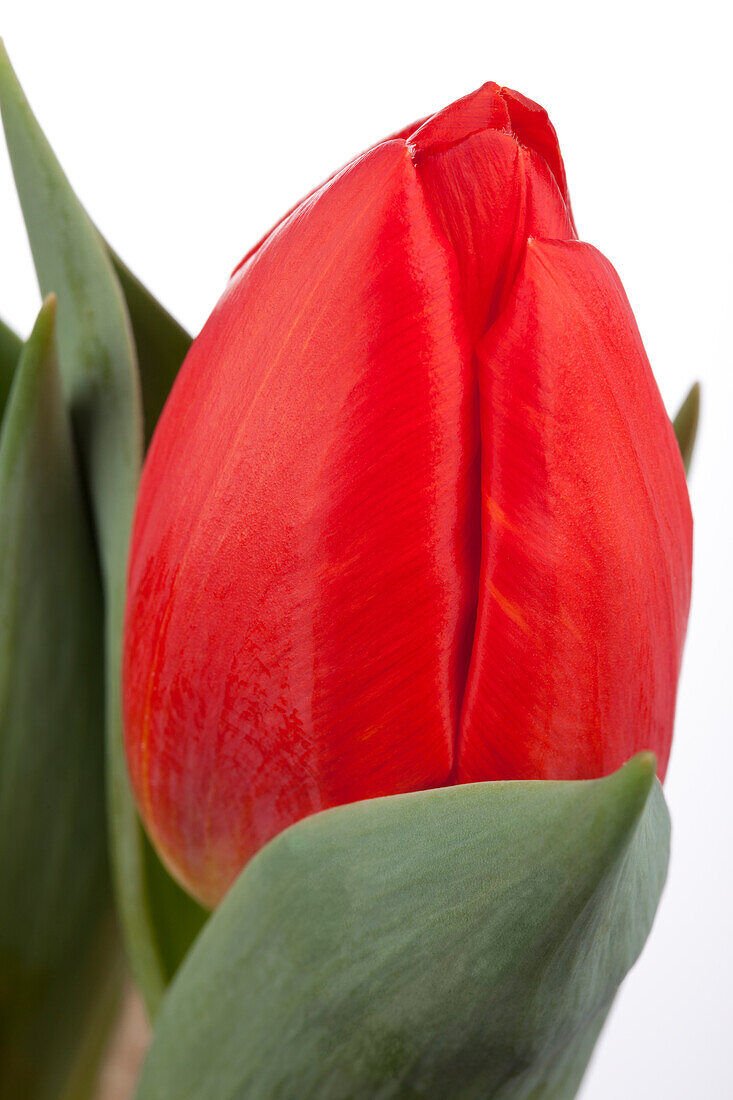 Tulipa 'Red Paradise'