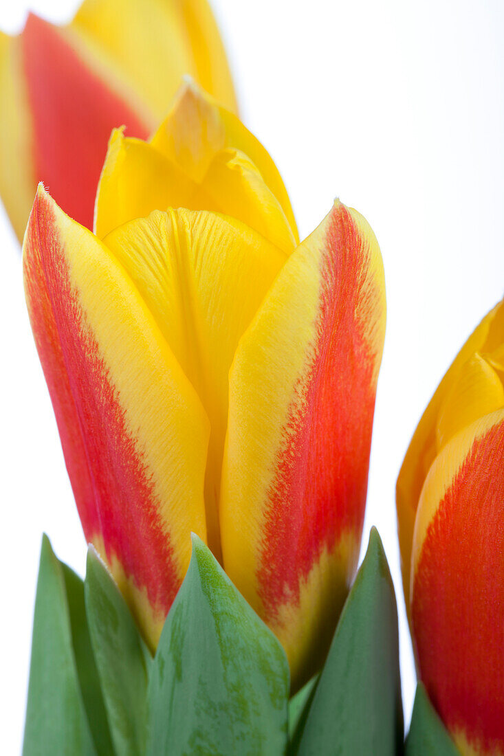 Tulipa kaufmanniana 'Stresa'