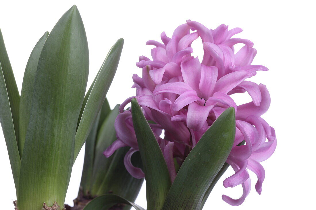 Hyacinthus