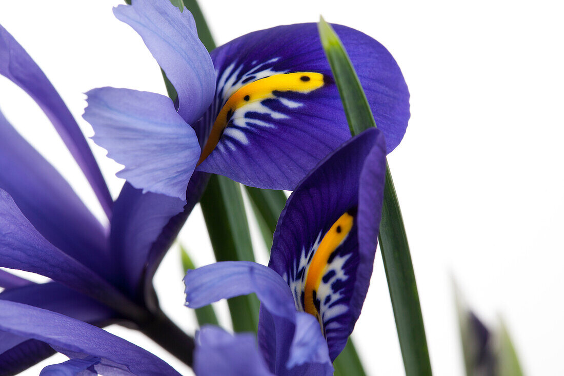 Iris versicolor, blau