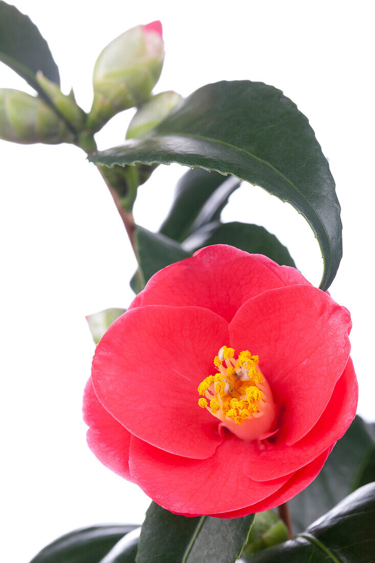 Camellia japonica