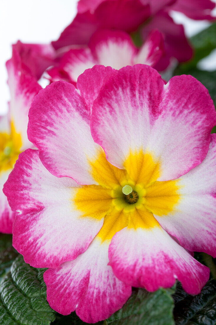 Primula vulgaris