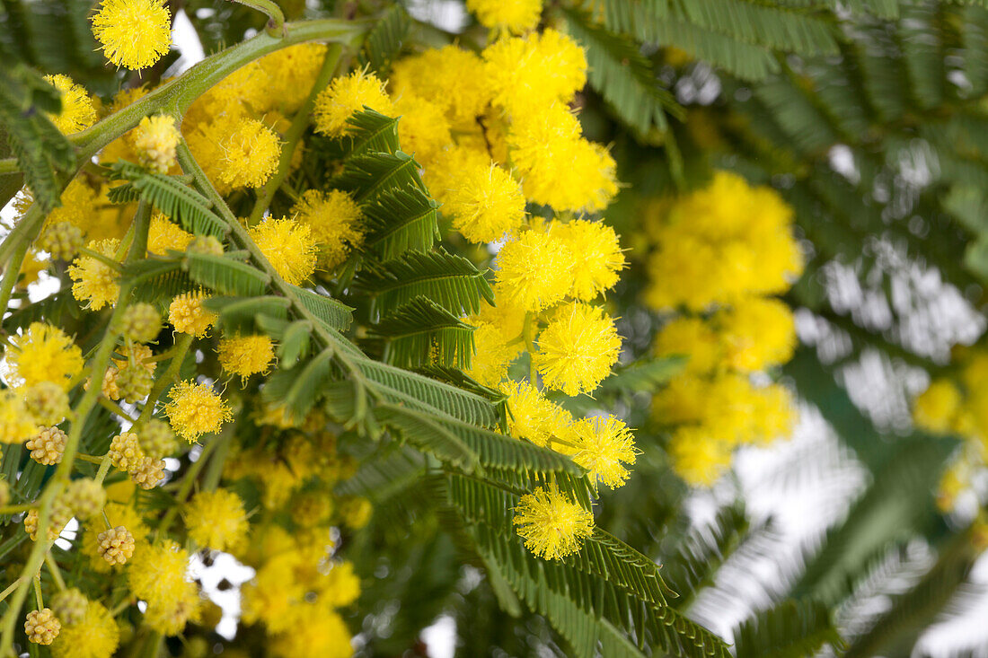 Acacia paradoxa