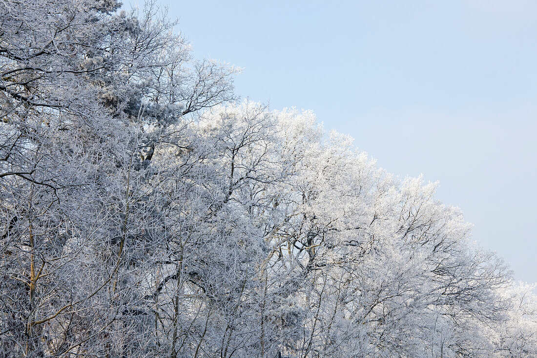 Winter impression trees
