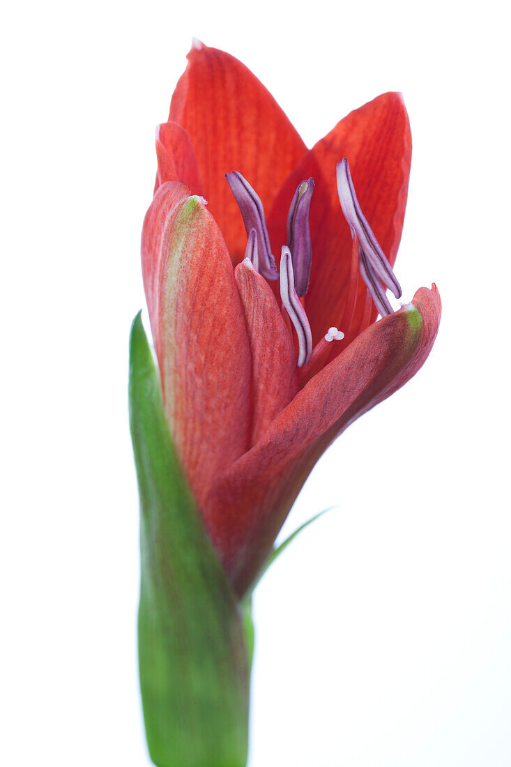 Hippeastrum 'Kolibri'