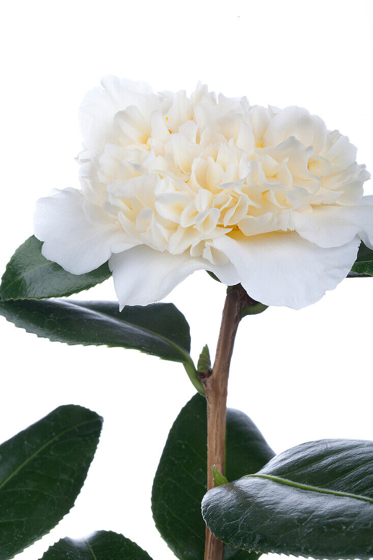 Camellia japonica 'Jurys Yellow'