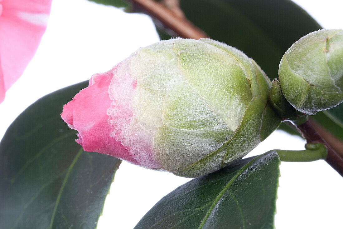 Camellia japonica 'Francine'